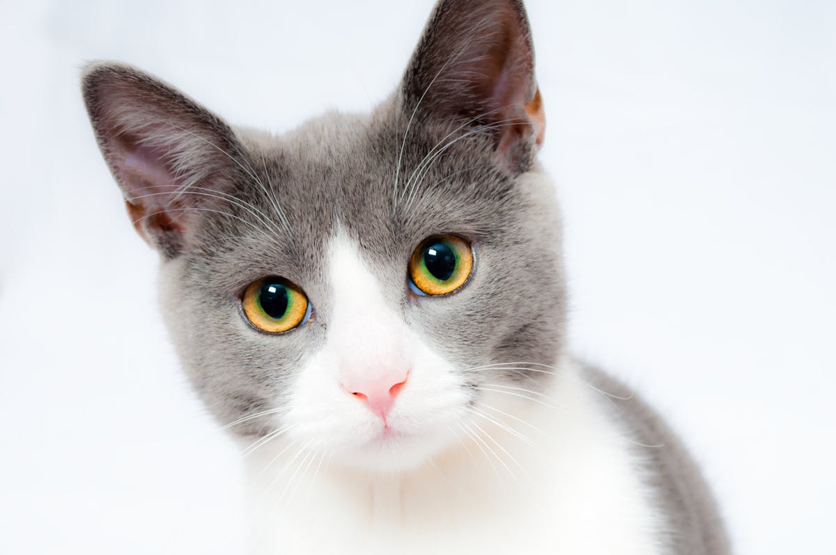 可愛い猫
