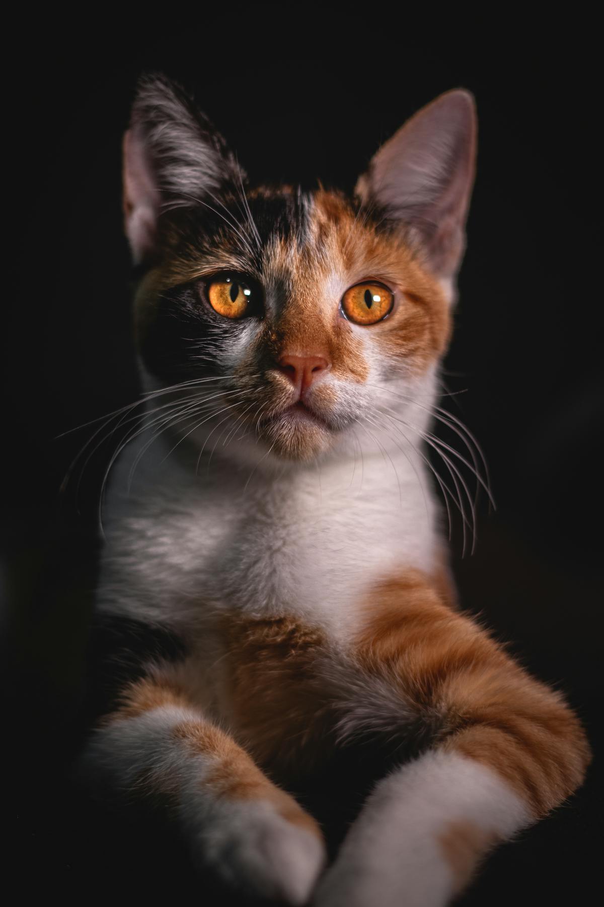 猫の動物病院