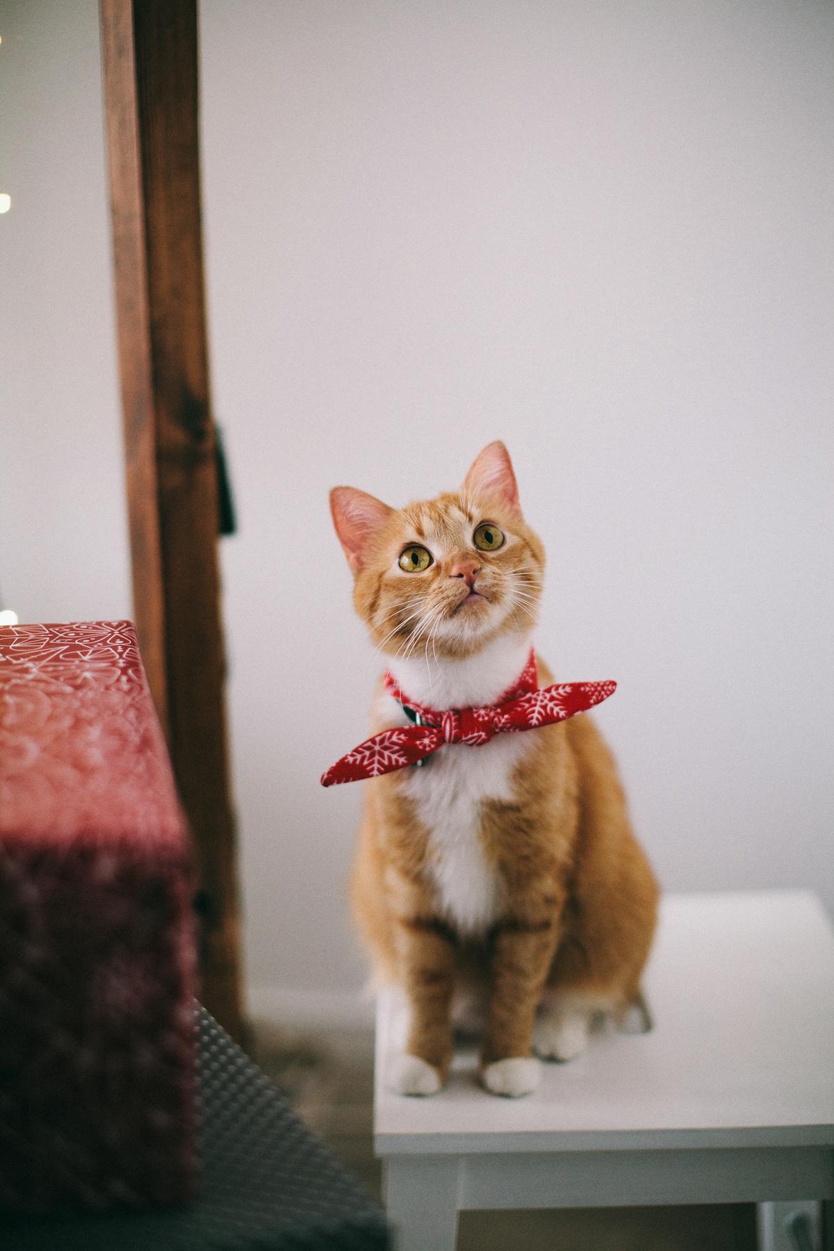 窓辺の猫