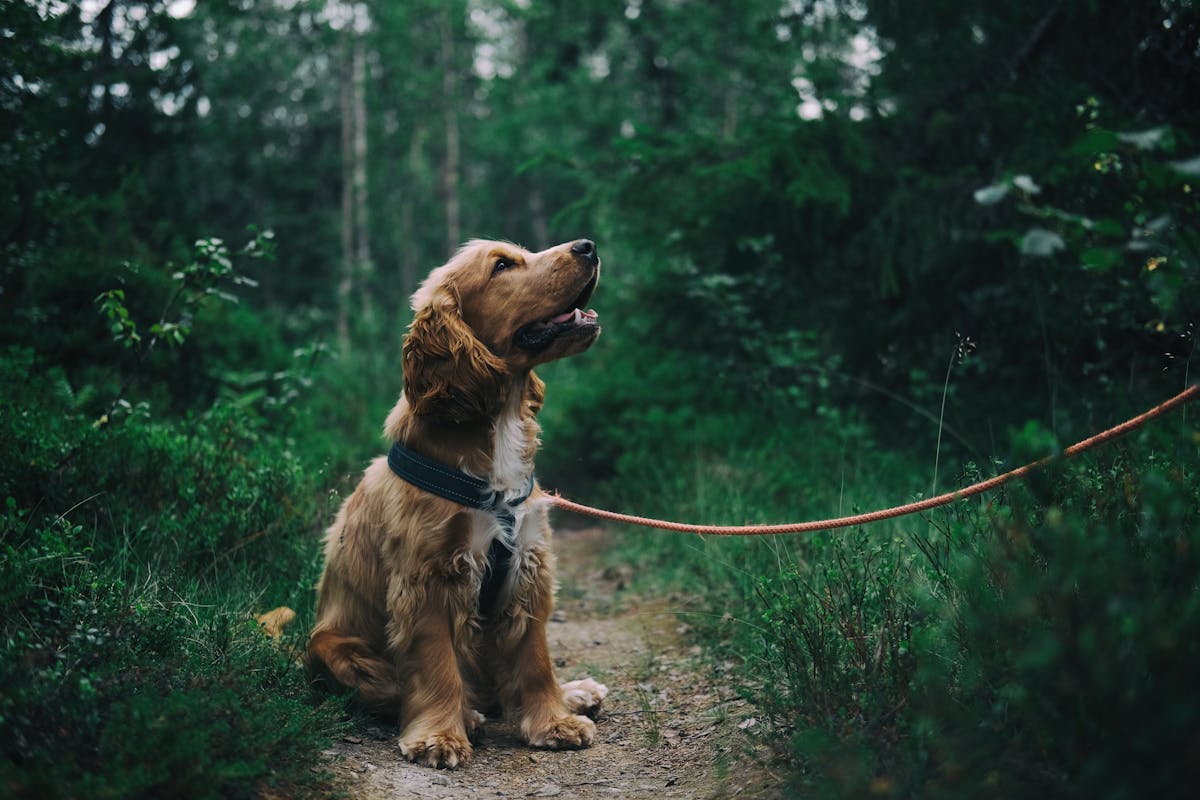 元気な犬