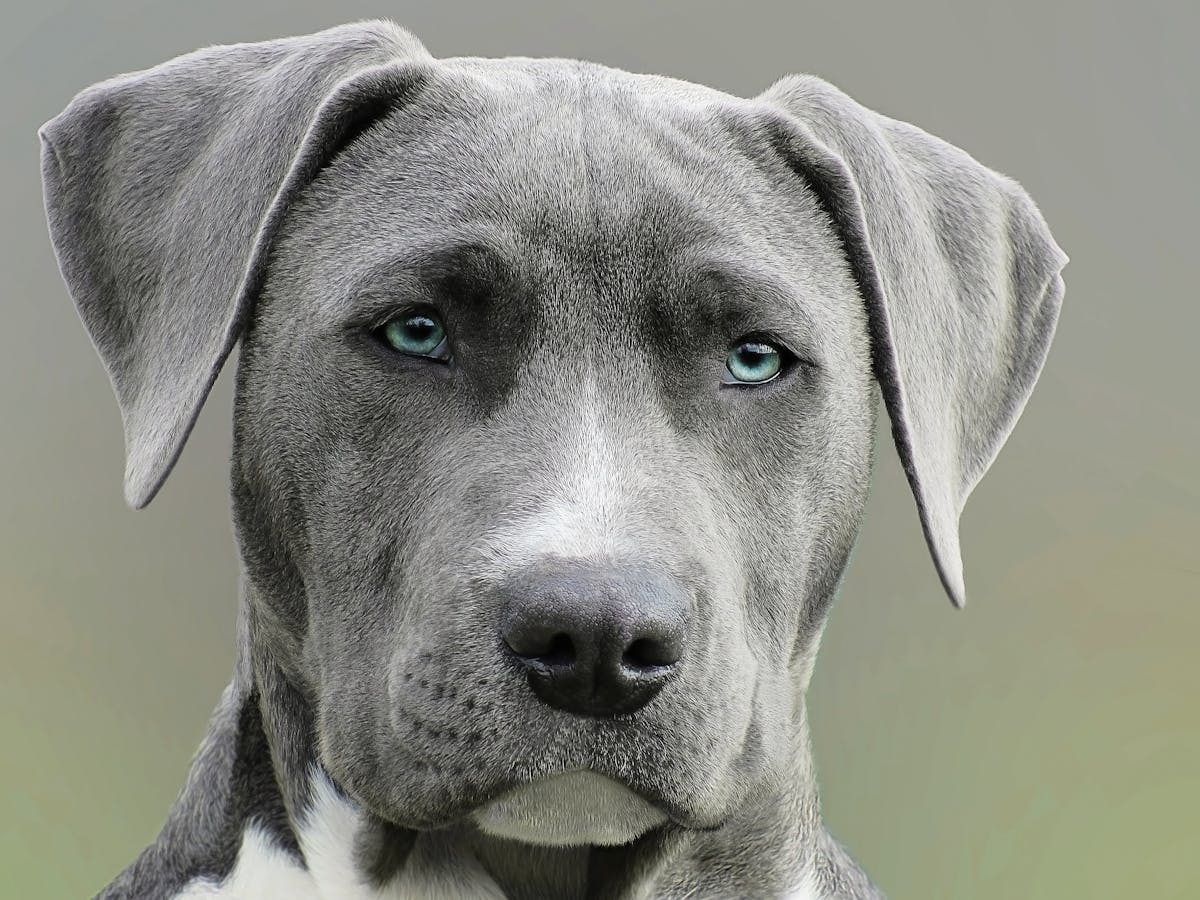 シニア犬