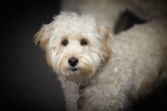 犬のアトピー性皮膚炎とは？症状・原因・治療費の目安と予防法を解説