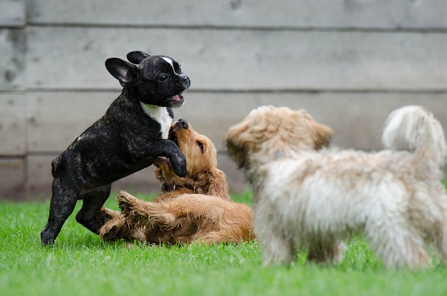 犬の椎間板ヘルニアとは？症状・グレード・手術費用の目安を解説