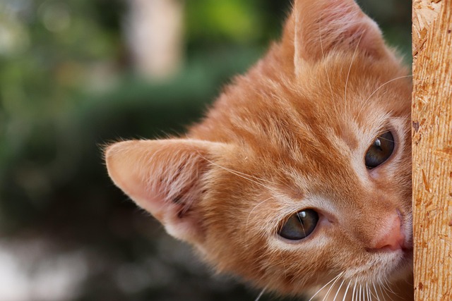 猫の甲状腺機能亢進症とは？症状・治療費・シニア猫の飼い主が知っておくべきこと