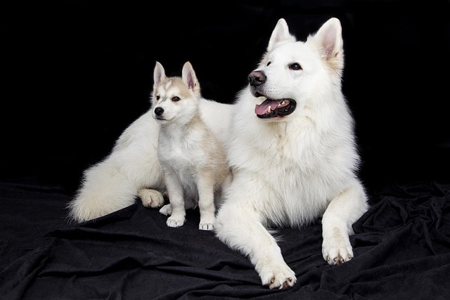 【リライト】犬の心臓病（僧帽弁閉鎖不全症）とは？症状・治療費・余命への影響