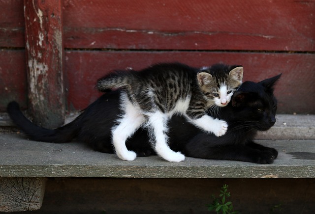 猫の尿路結石（ストルバイト・シュウ酸カルシウム）とは？症状・治療費・食事療法