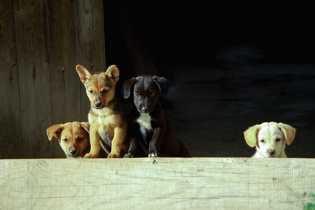 犬の糖尿病とは？症状・治療費・インスリン治療の費用と管理方法
