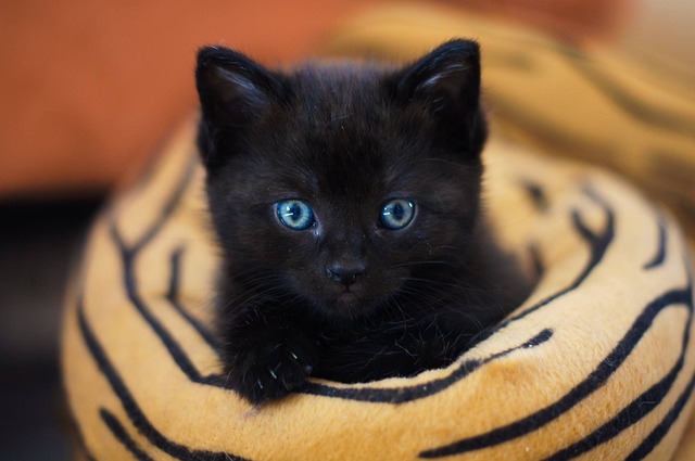 猫の外耳炎とは？症状・原因・治療費の目安と自宅でのケア方法