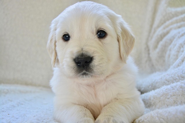 犬のクッシング症候群（副腎皮質機能亢進症）とは？症状・治療費・余命への影響