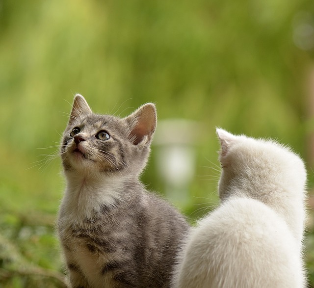 猫の膀胱炎（特発性膀胱炎・FLUTD）とは？症状・治療費・再発予防を解説