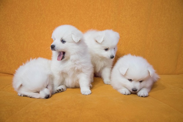 犬の骨折・脱臼の治療費はいくら？手術・保存療法の費用の目安