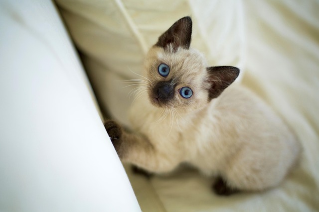 猫の口内炎（慢性口内炎）とは？症状・治療費・抜歯治療について解説