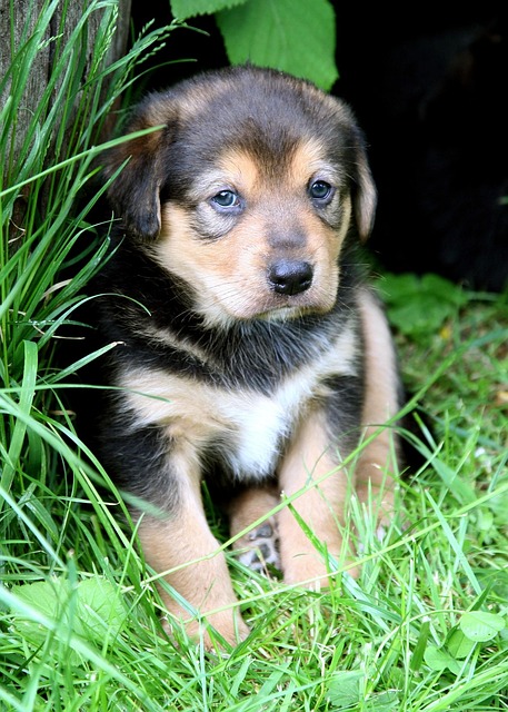犬のフィラリア症とは？症状・予防薬の費用・もしかかった場合の治療費