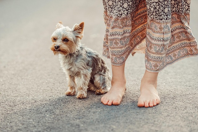 老犬でもペット保険は更新できる？高齢ペットの保険継続条件