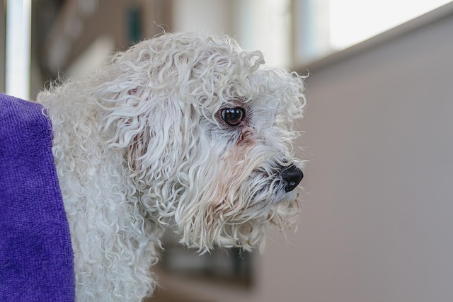 子犬のうちが得？ペット保険の最適な加入タイミング