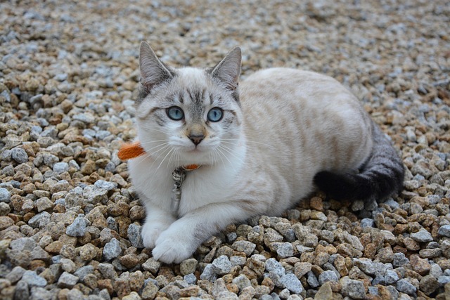 猫の白血病（猫白血病ウイルス感染症・FeLV）とは？症状・予防法・治療費