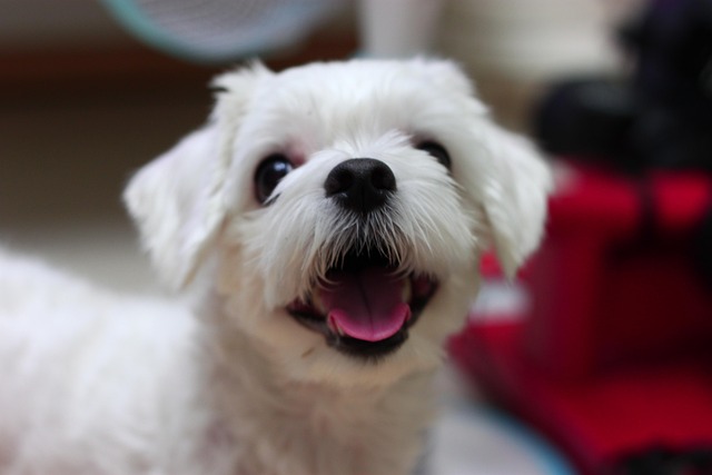 犬の健康管理完全ガイド【2026年版】