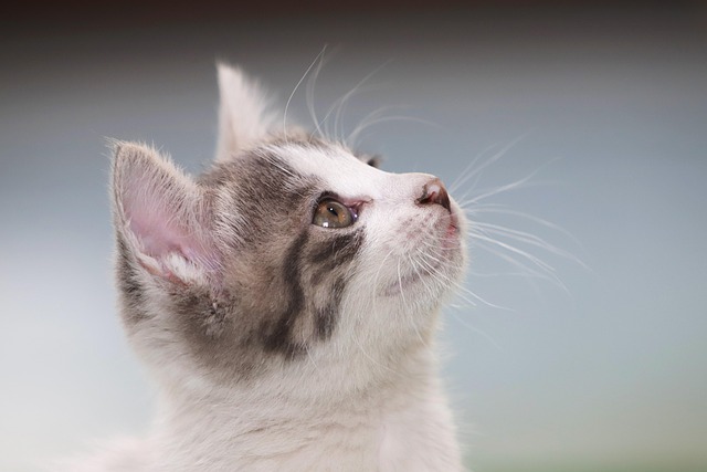 【リライト】猫のFIP（猫伝染性腹膜炎）とは？症状・治療費・最新治療について