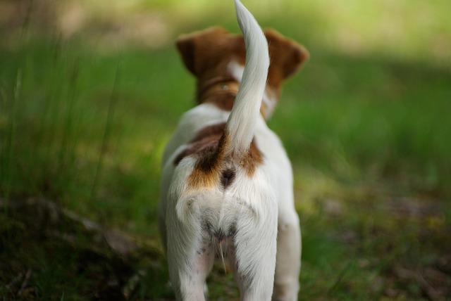犬の大腸炎（コリティス）とは？症状・治療費・期間・受診目安を獣医療情報からわかりやすく解説