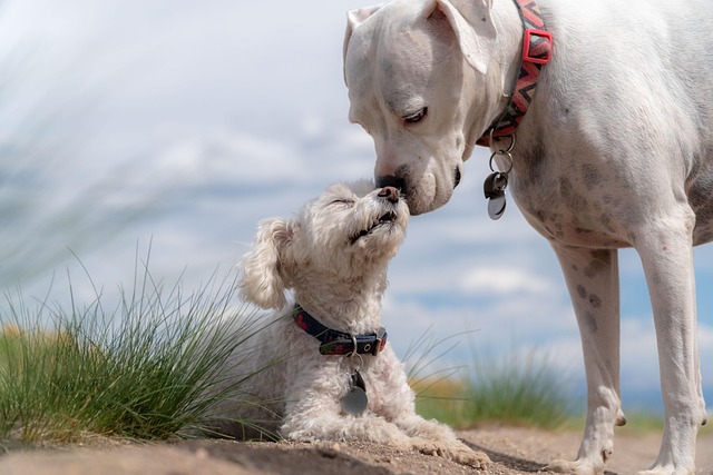 犬のワクチン接種の種類・費用・スケジュール
