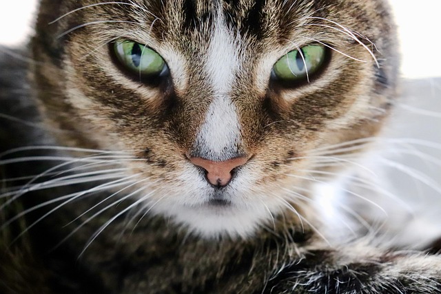 多頭飼育でペット保険に加入するメリット・多頭割引制度と注意点を解説