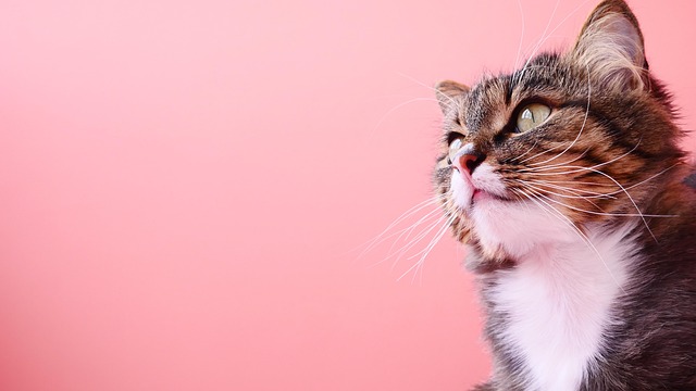 猫のリンパ腫（悪性リンパ腫）とは？症状・治療費・余命について