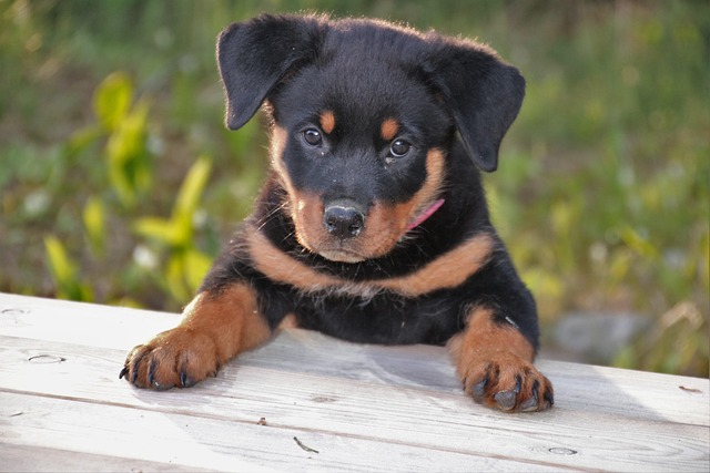 【リライト】犬の肝臓病とは？症状・原因・治療費の目安と食事管理