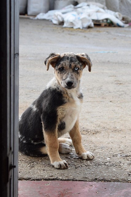 犬の食物アレルギーとは？症状・原因食材・治療費・除去食試験の方法