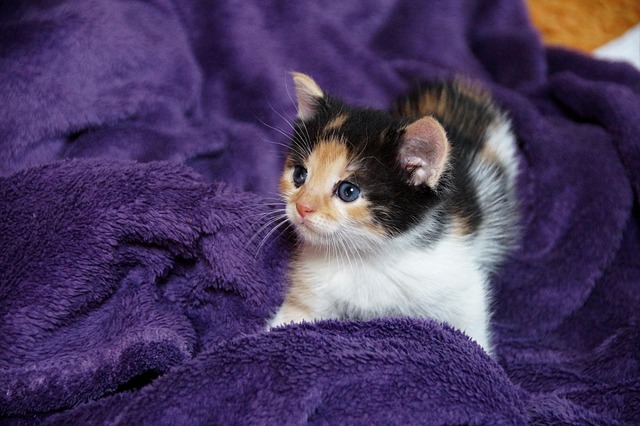 猫の膵炎（膵臓炎）とは？症状・診断の難しさ・治療費の目安