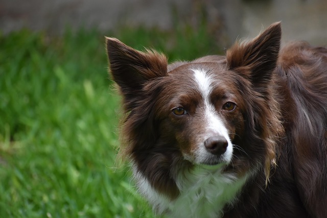 犬の慢性腎臓病（慢性腎不全）の症状・治療費・ペット保険の備えを解説