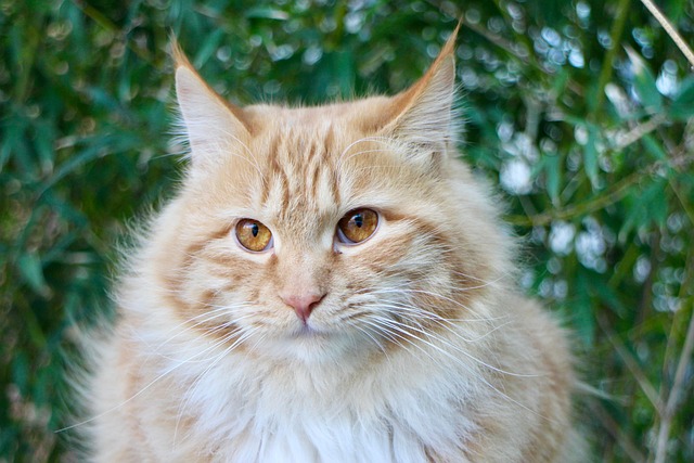 猫のFIV（猫免疫不全ウイルス）とは？症状・検査・日常生活の管理