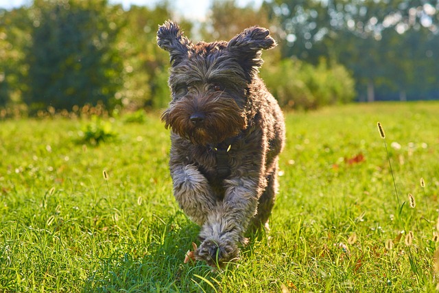 犬の歯周病とは？症状・原因・治療費の目安とペット保険・予防法を解説