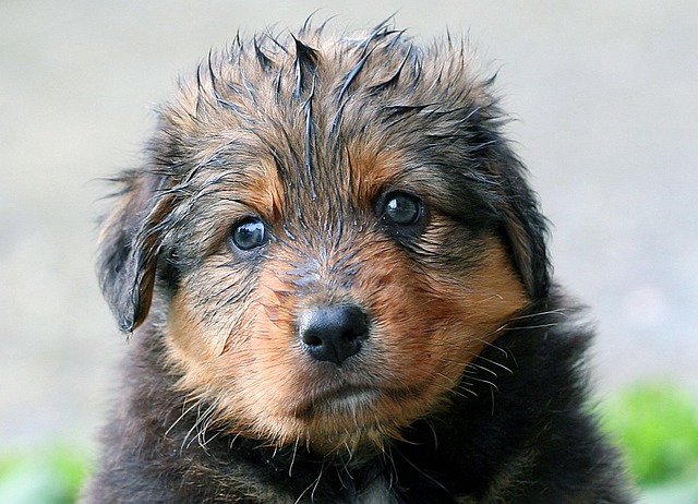 犬のてんかん（けいれん発作）とは？症状・治療費・発作時の対処法