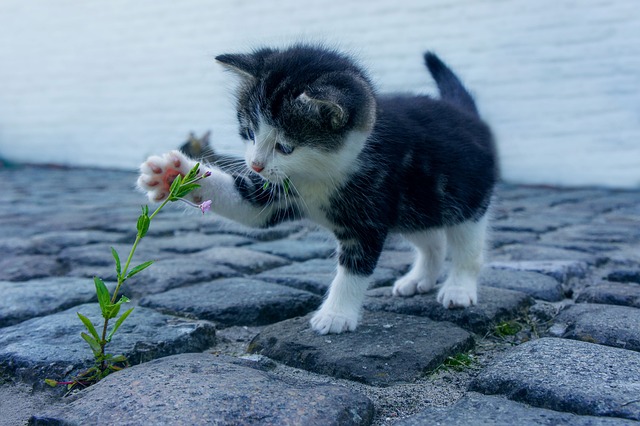 猫の歯磨きの方法・頻度・嫌がる猫への対策