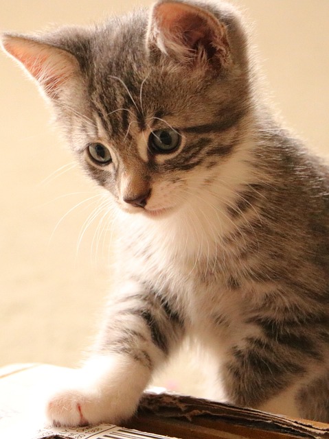 猫の体重減少の原因と受診の目安｜急な痩せは病気のサインかも