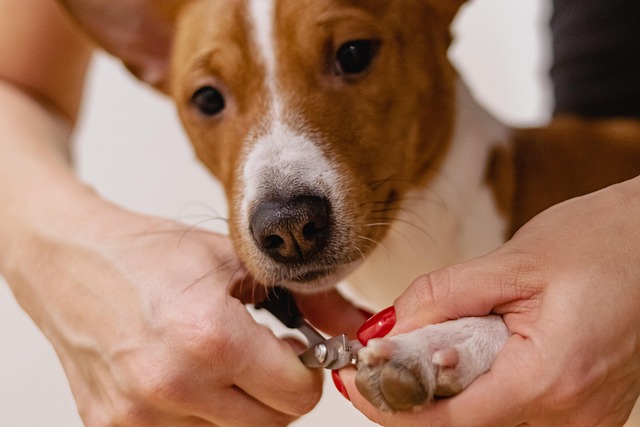 犬の股関節形成不全とは？症状・手術費用の目安・ペット保険の注意点