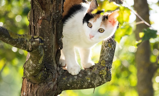 猫の甲状腺機能亢進症の薬（メチマゾール）とは？効果・副作用・費用