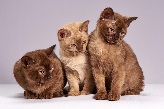 猫の炎症性腸疾患（IBD）とは？症状・治療費・食事管理のポイント
