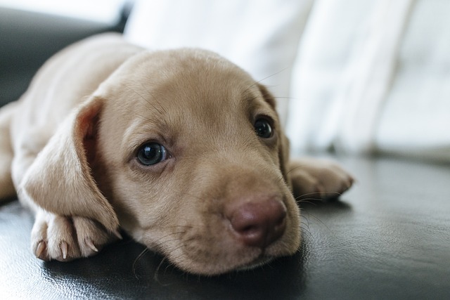 犬の皮膚のしこり・腫瘍とは？良性・悪性の見分け方と受診の目安