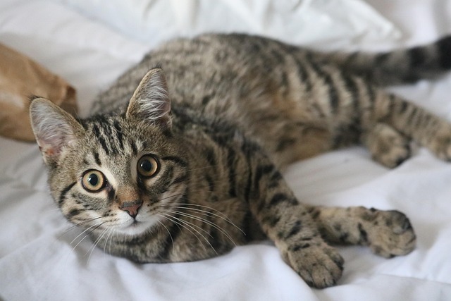 猫の猫風邪（上部呼吸器感染症）とは？症状・治療費・ワクチンでの予防