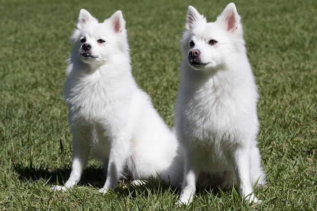 犬の認知症（認知機能不全症候群）とは？症状・治療費・生活ケア