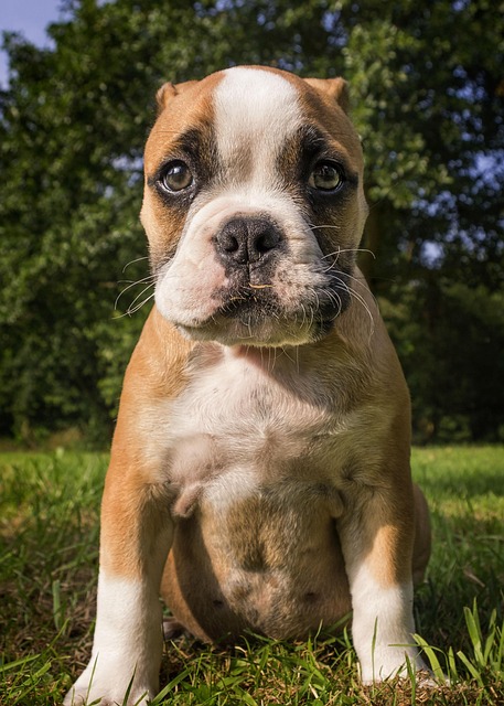【リライト】犬の肥満を解消する方法｜ダイエットの進め方と体重管理のコツ