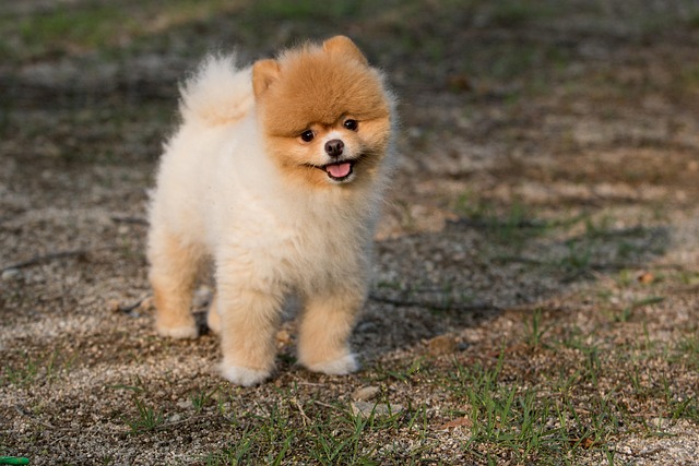【リライト】犬の熱中症の症状・応急処置・救急判断フローと治療費