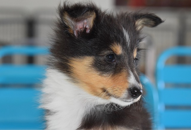 犬の膀胱炎・尿路感染症とは？症状・治療費・予防法を解説