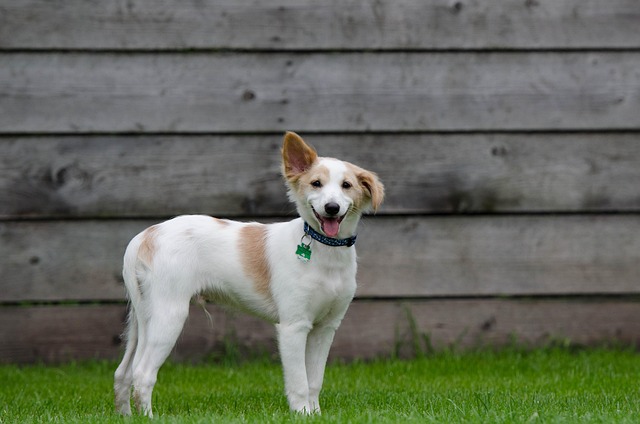 犬の肛門嚢炎（肛門腺）とは？症状・治療費・自宅でのケア方法