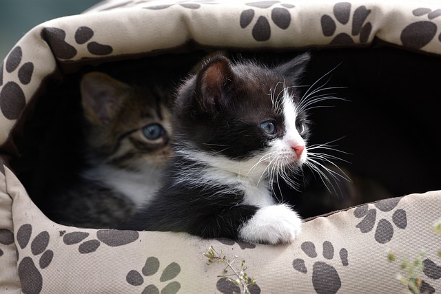 猫の誤飲・誤食（中毒）の危険なものリストと緊急対応