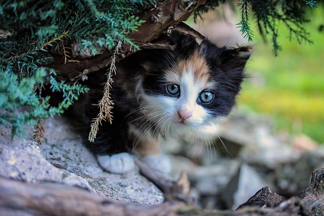 猫の高血圧とは？症状・原因・治療費と定期的な血圧チェックの重要性
