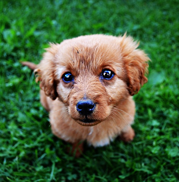 犬の認知症（認知機能不全症候群）とは？症状・ケア・治療費を解説