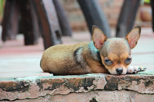 【リライト】犬の外耳炎とは？症状・原因・治療費・耳のケア方法を解説