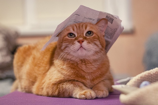 猫の肝臓病とは？症状・治療費・食事療法の重要性